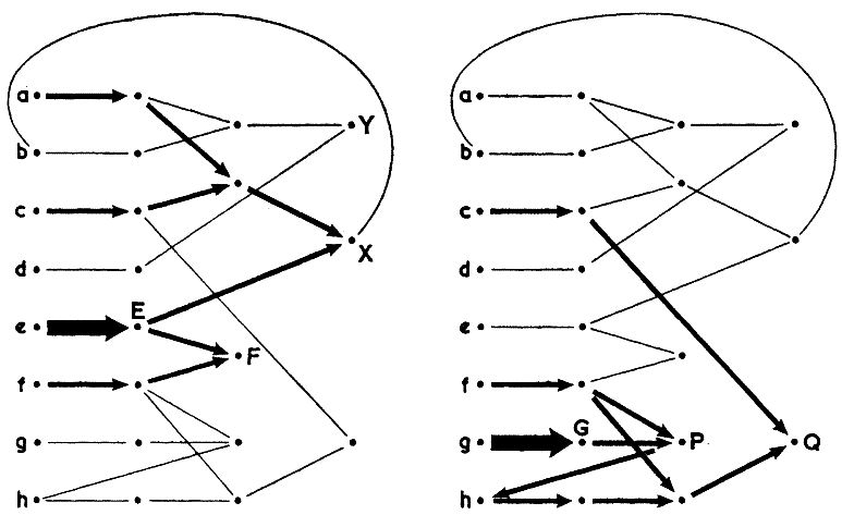 Waddington - neuronales netz